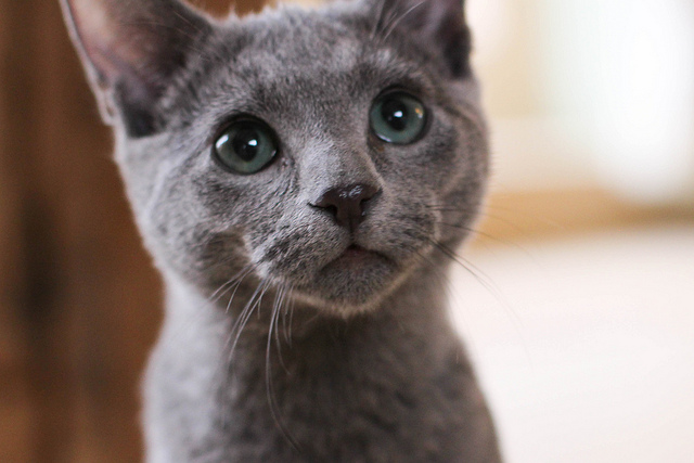『ロシアン・ブルー（Russian Blue）』子猫の人気動画 & PHOTO