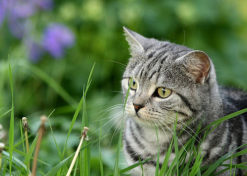 『ブリティッシュ・ショートヘア（British Shorthair）』子猫の人気動画 & PHOTO
