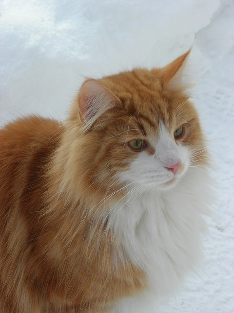 『ノルウェジャンフォレストキャット（Norwegian Forest Cat）』子猫の人気動画 & PHOTO